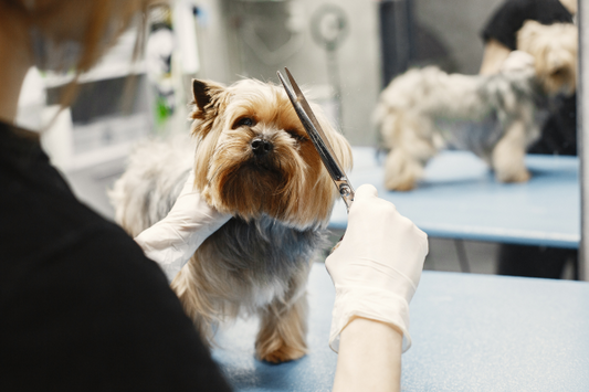 Toilette des Chiens : Conseils et Pour Garder Votre Animal